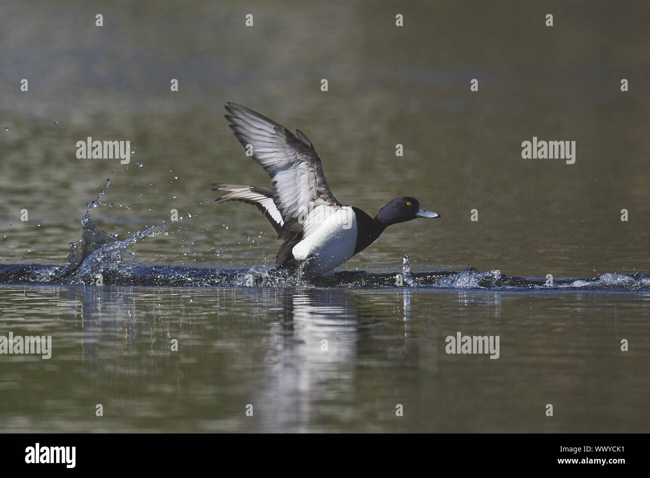Fuligule morillon Banque D'Images