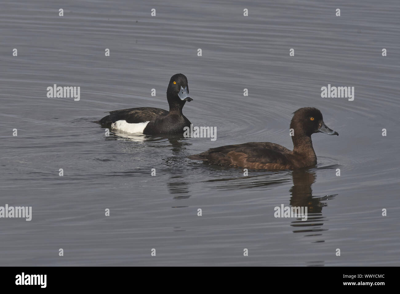 Fuligule morillon Banque D'Images