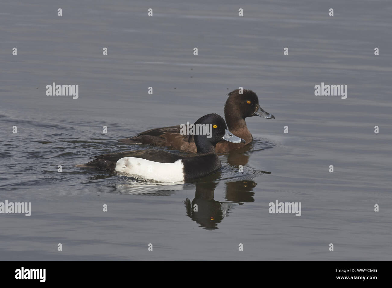 Fuligule morillon Banque D'Images