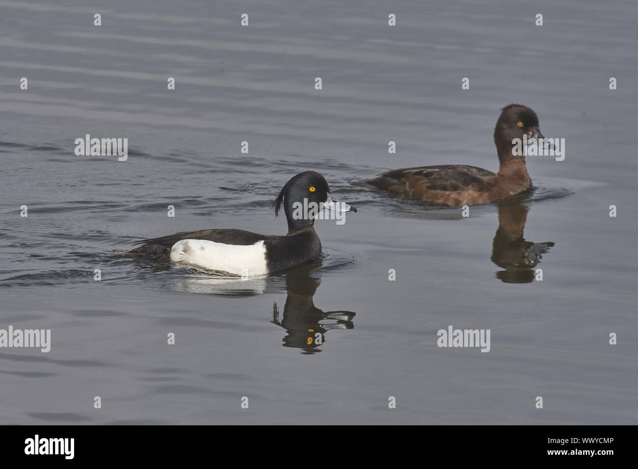 Fuligule morillon Banque D'Images