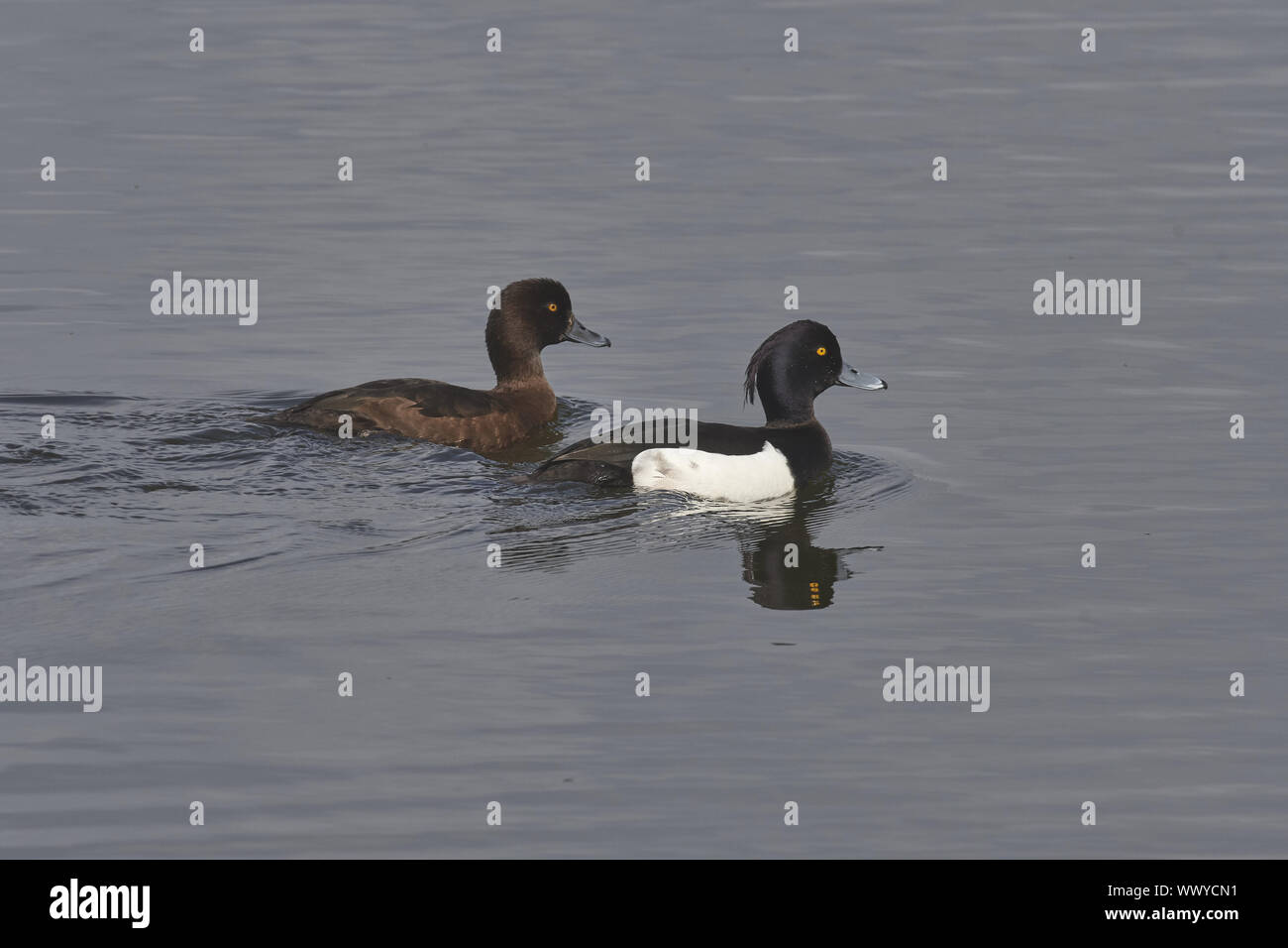 Fuligule morillon Banque D'Images