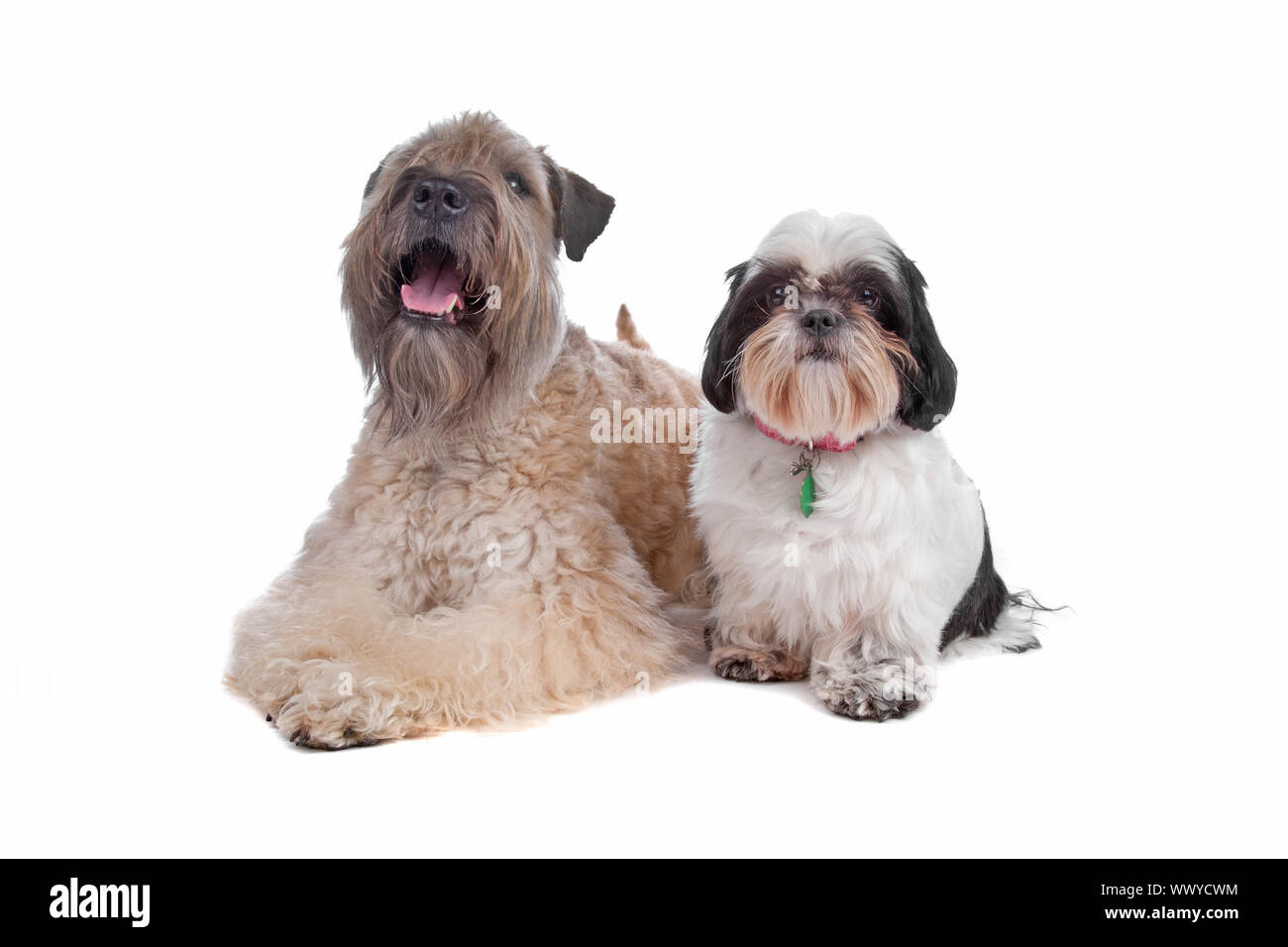Wheaten Terrier et Shih Tzu chien isolé sur fond blanc Banque D'Images