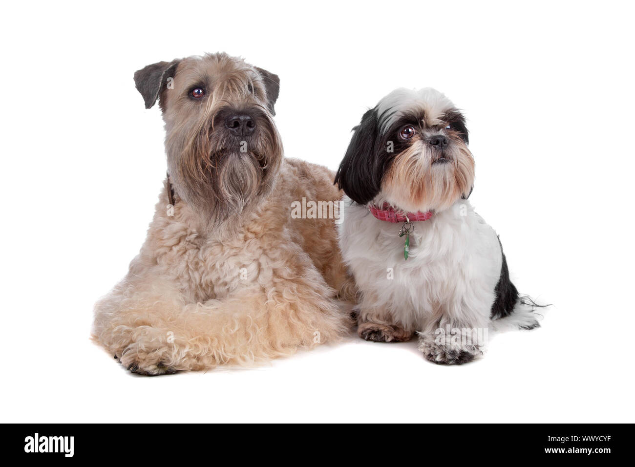 Wheaten Terrier et Shih Tzu chien couché, isolé sur fond blanc Banque D'Images