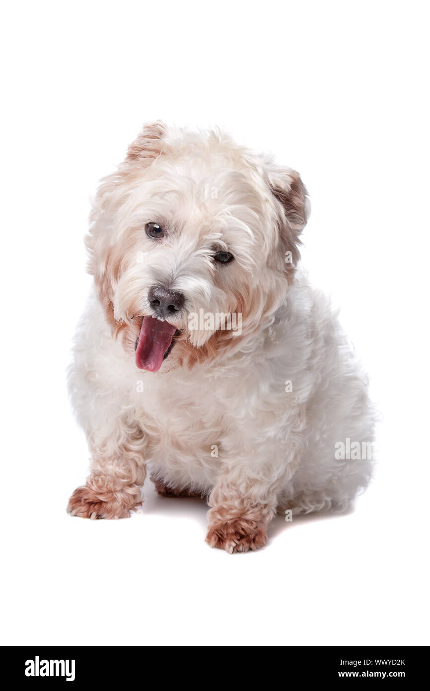West Highland White Terrier in front of white background Banque D'Images
