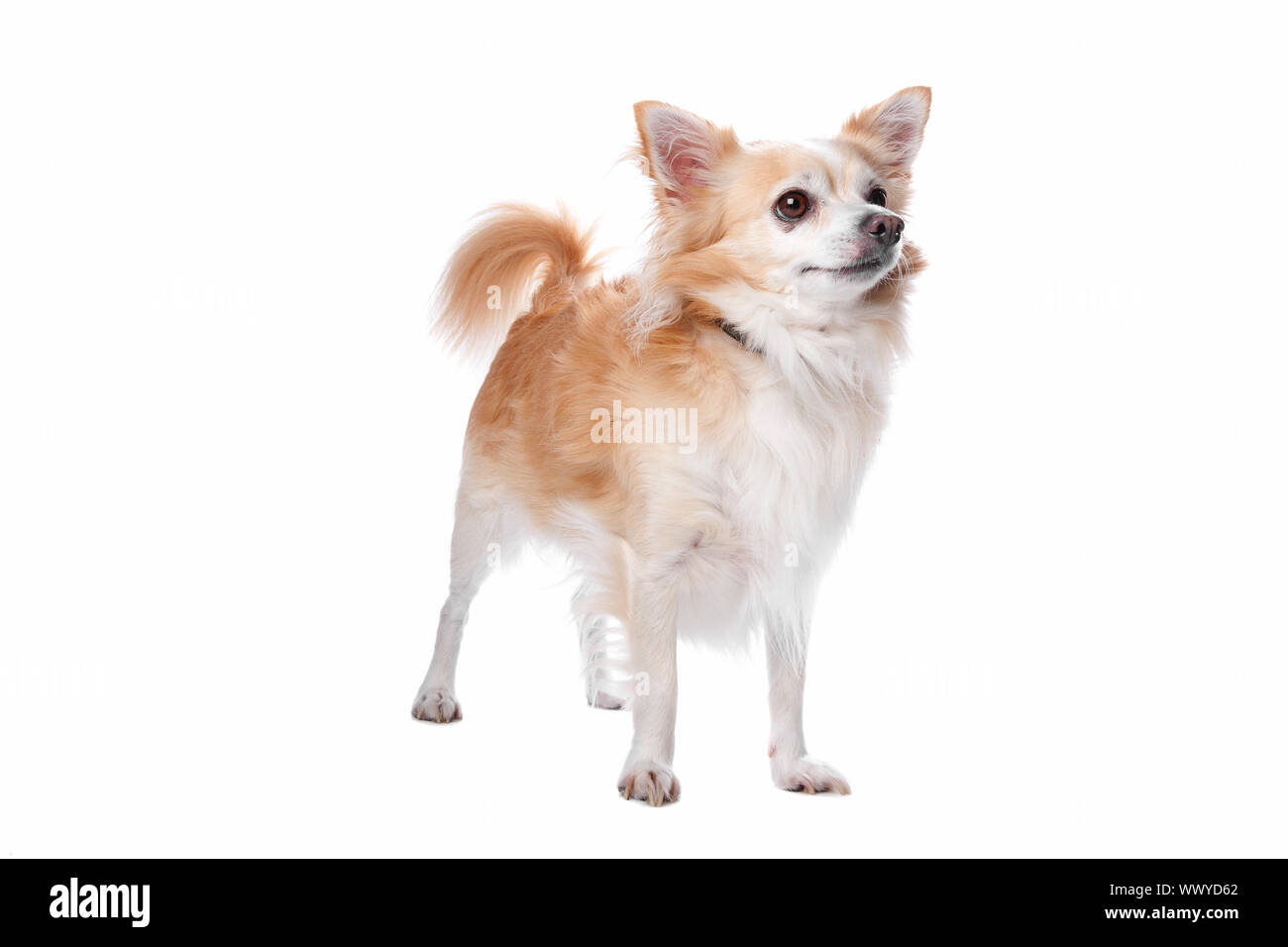 Chihuahua chien isolé sur fond blanc Banque D'Images