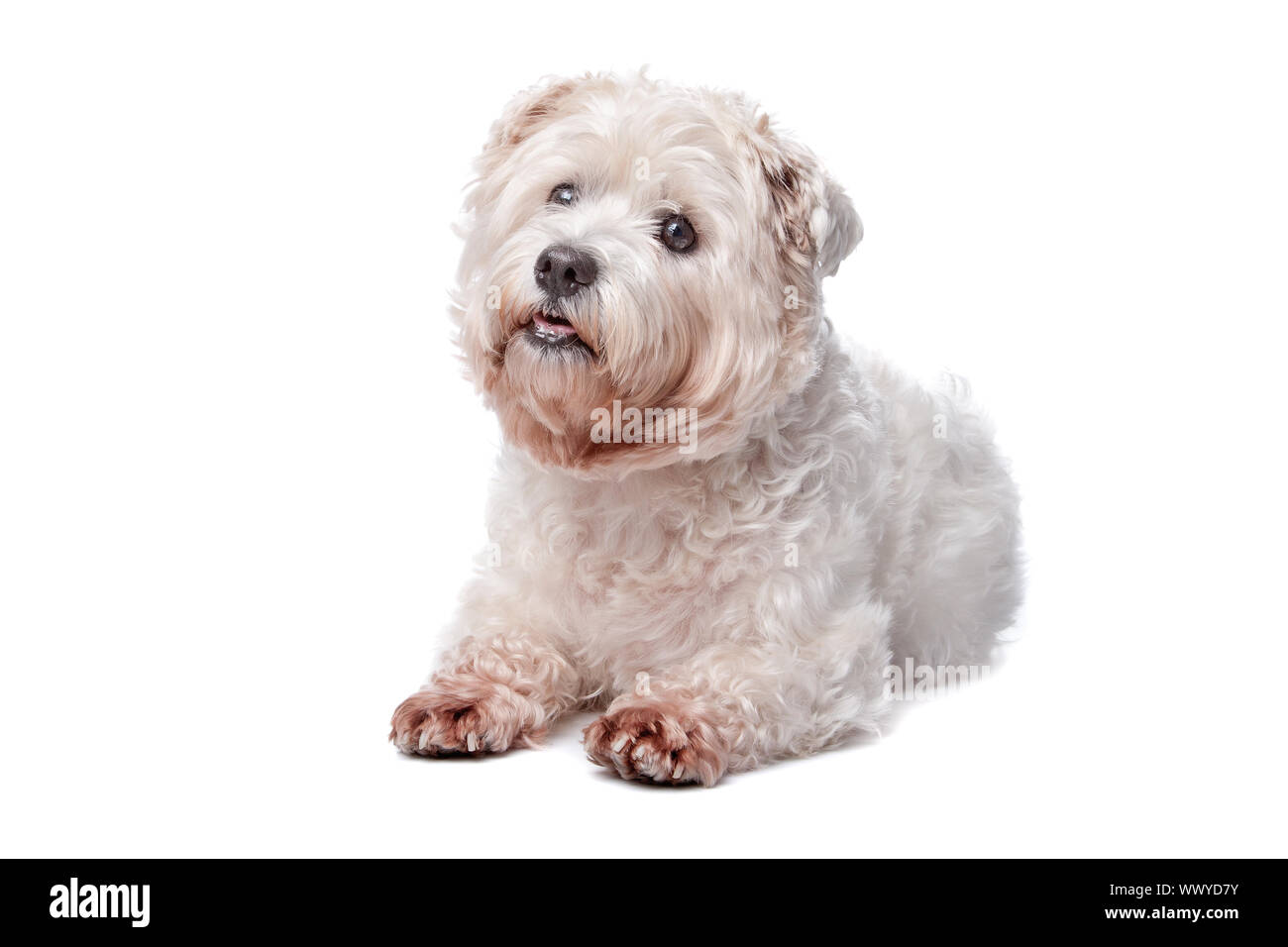 West Highland White Terrier in front of white background Banque D'Images