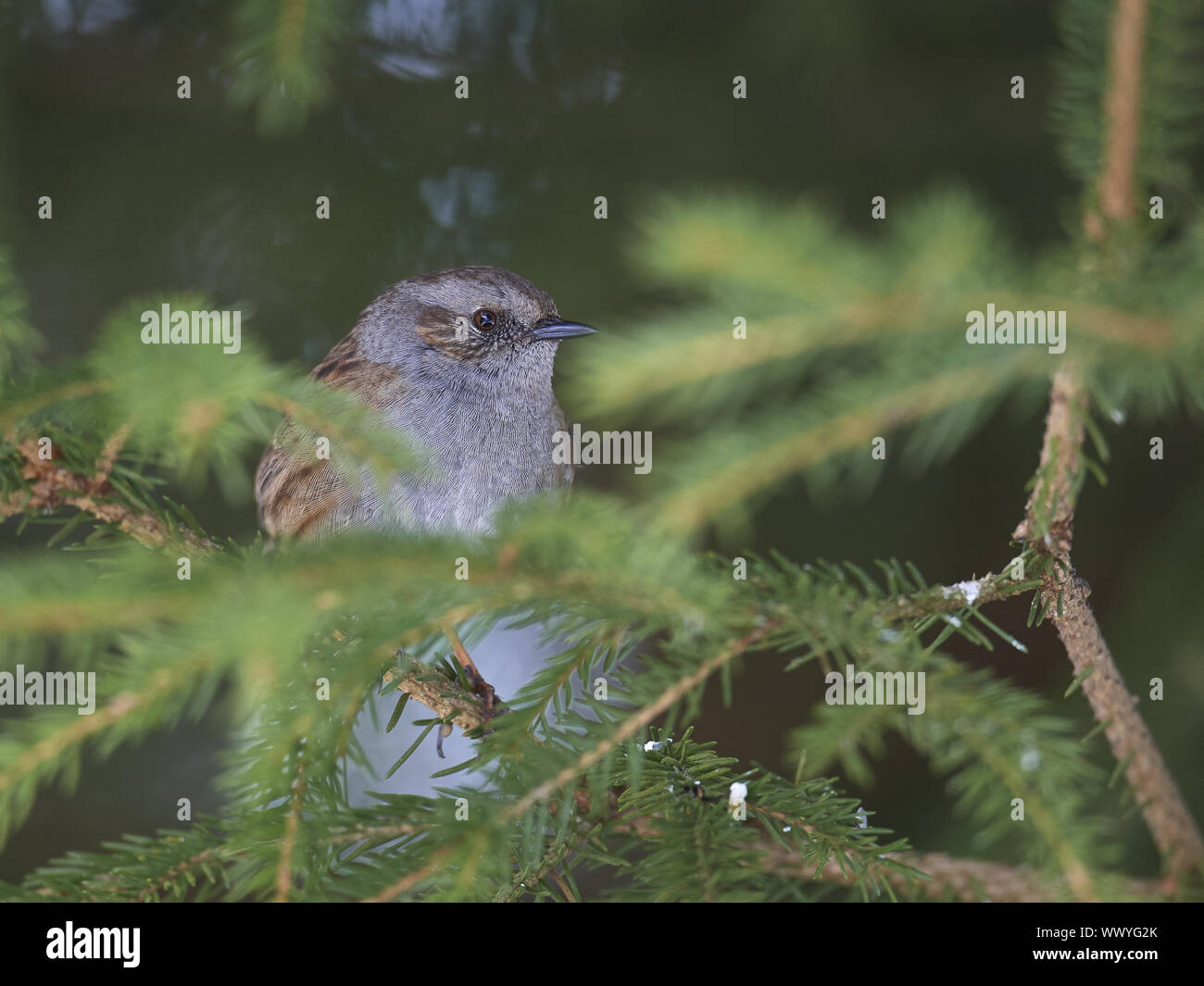 Hedge sparrow Banque D'Images