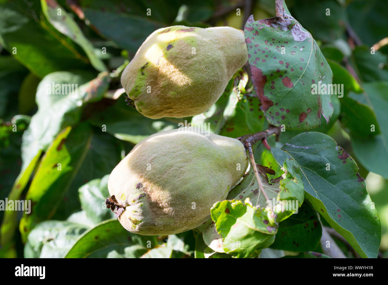 Coings dans un jardin, Constantinople coing, pomme coing Banque D'Images