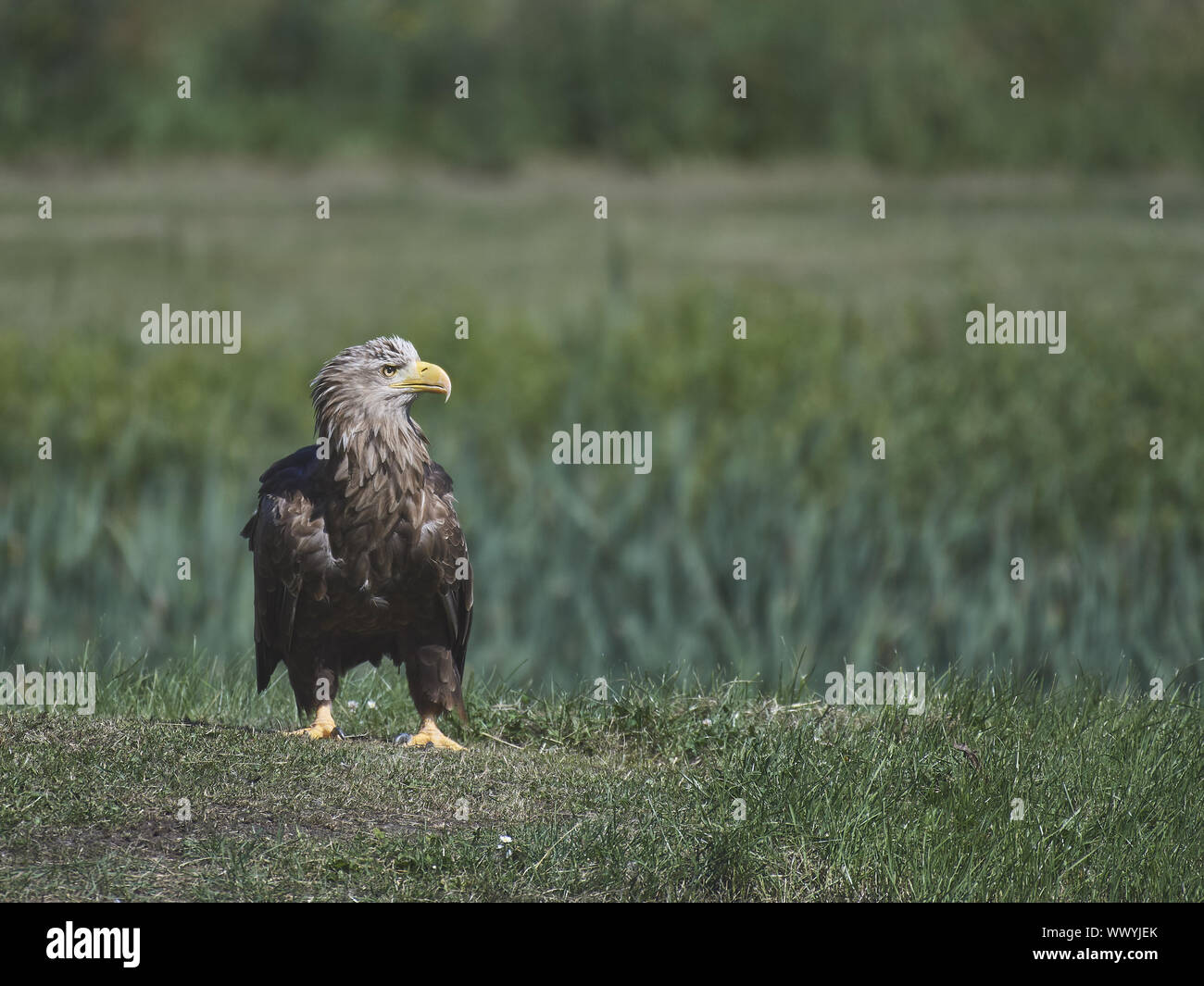 Seeadler Banque D'Images