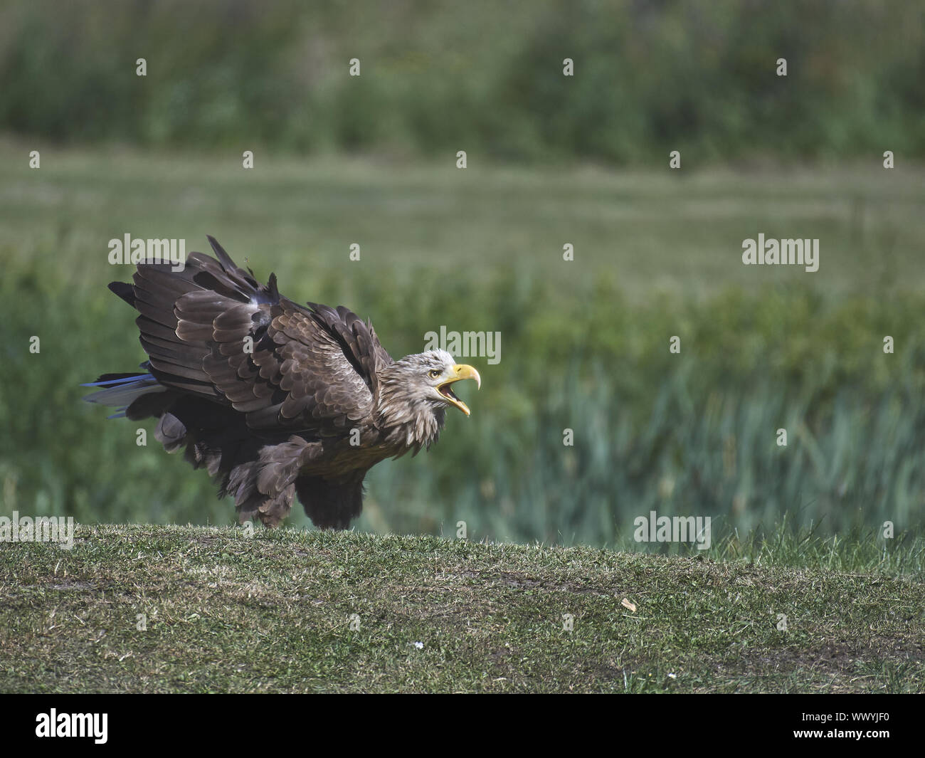 Seeadler Banque D'Images