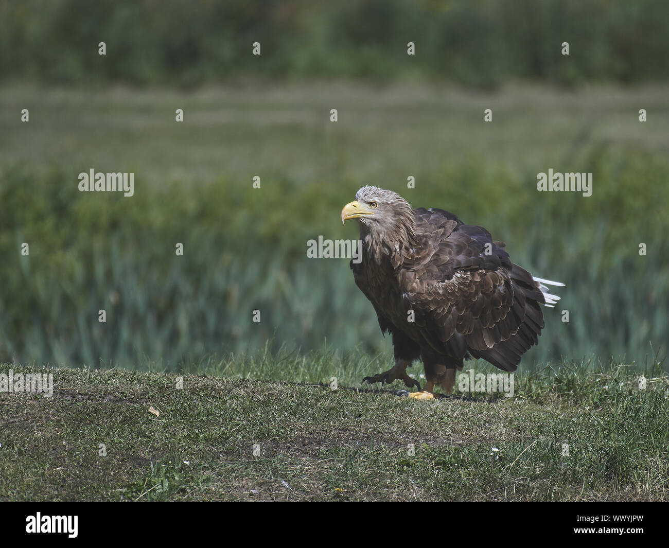 Seeadler Banque D'Images