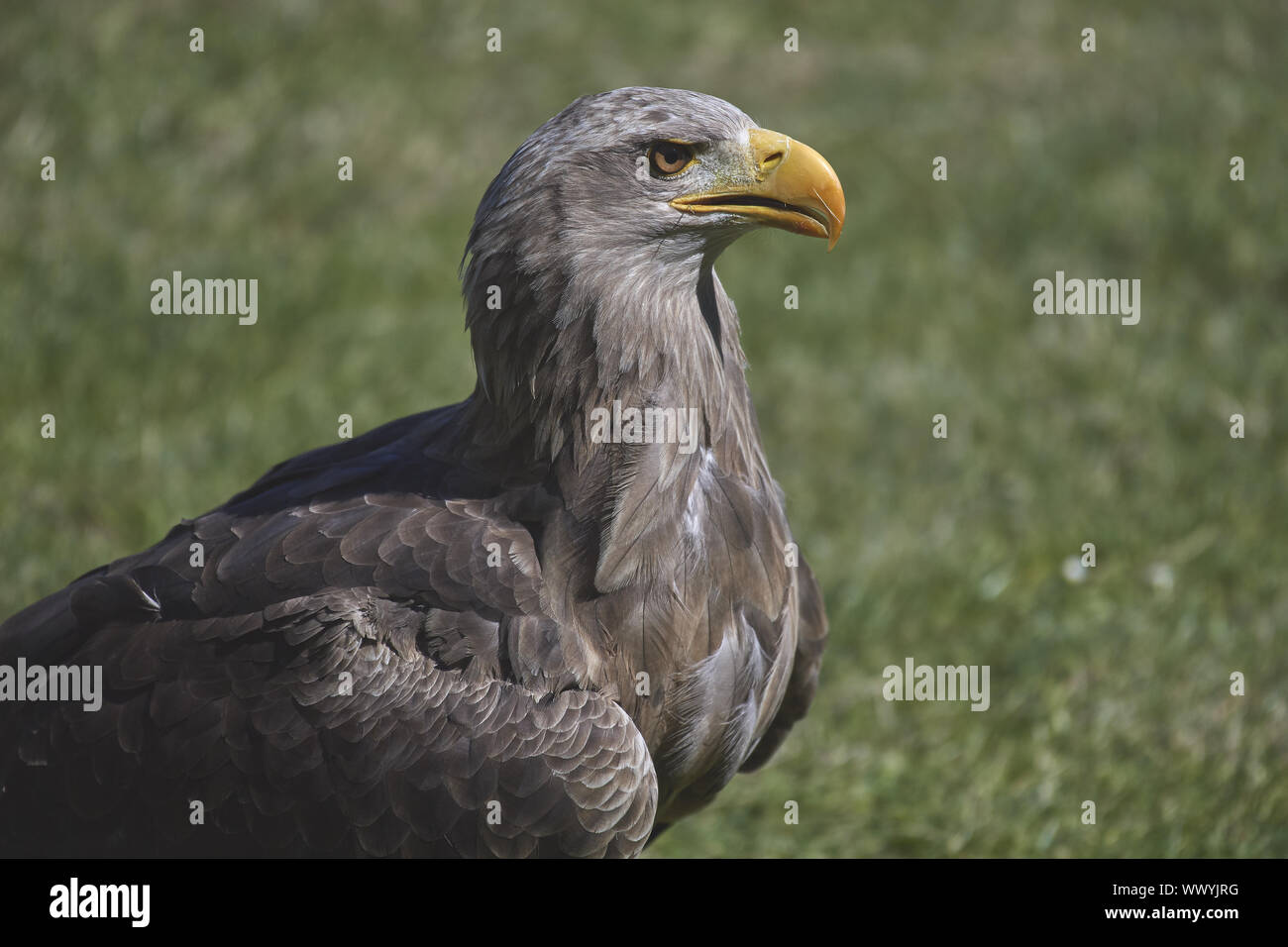 Seeadler Banque D'Images