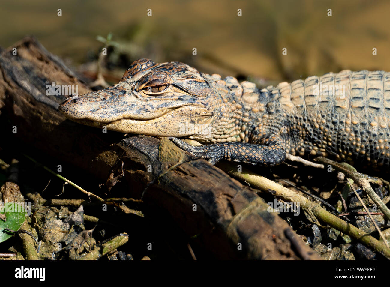 Petit Alligator allongé sur petit soleil Journal Banque D'Images
