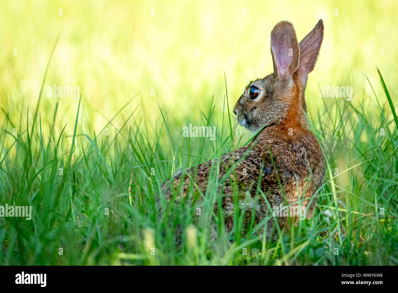 Brown au lapin dans l'herbe verte et jaune Banque D'Images