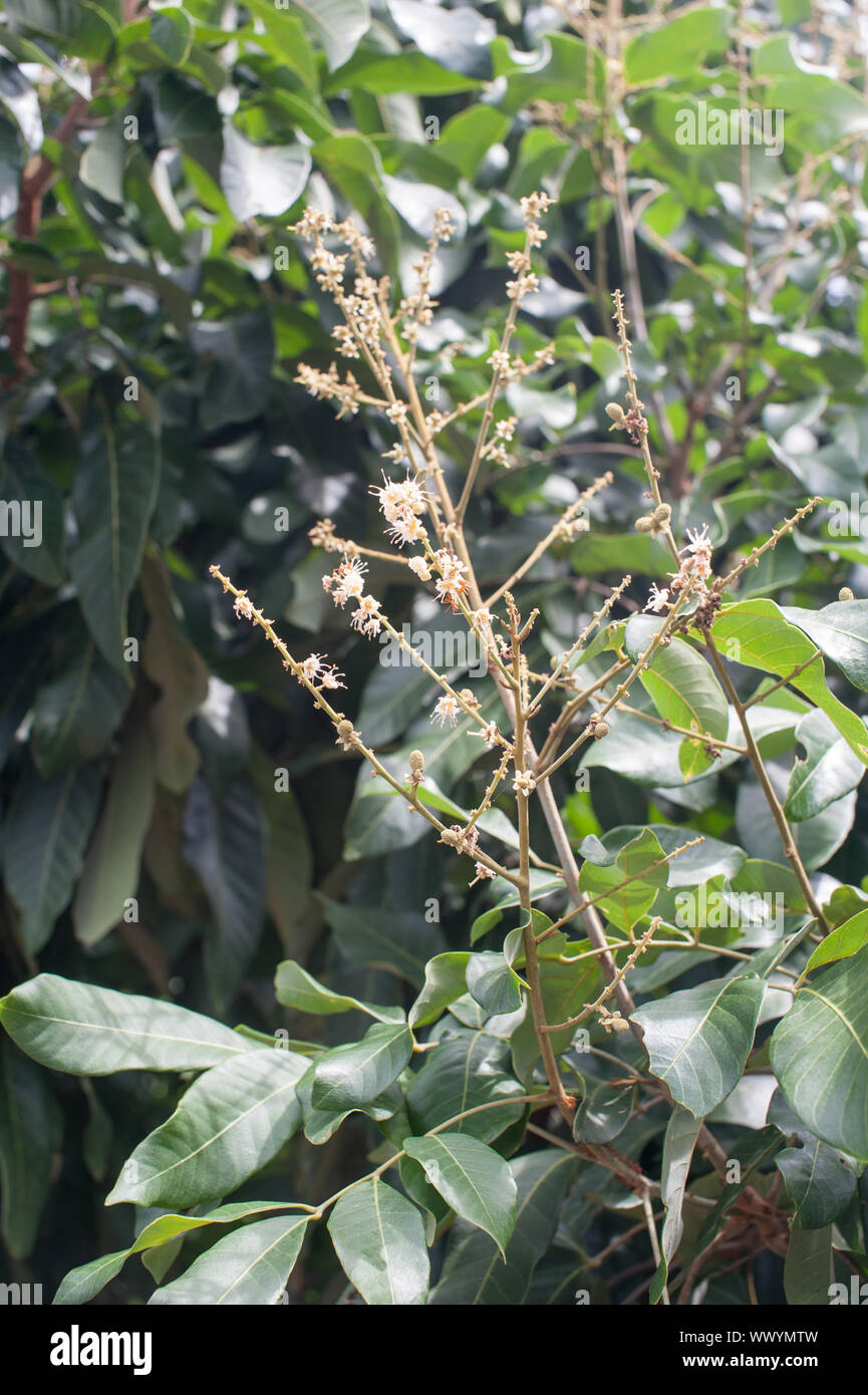 Les vergers de fruits tropicaux - Longan longane jeunes en Thaïlande. Banque D'Images