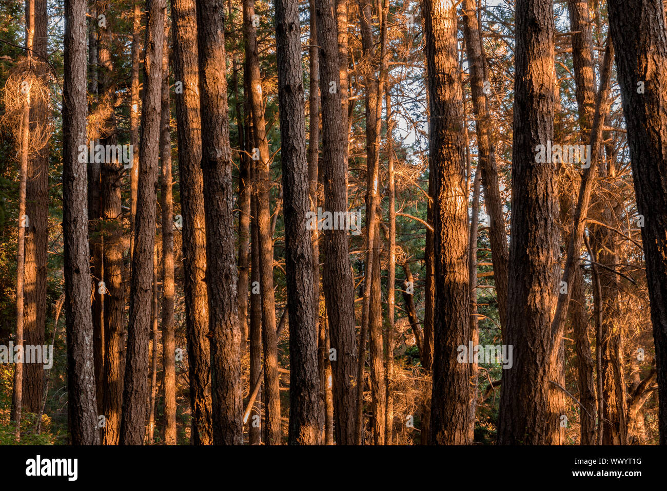 Forêt de pins Coucher de lumières. Banque D'Images