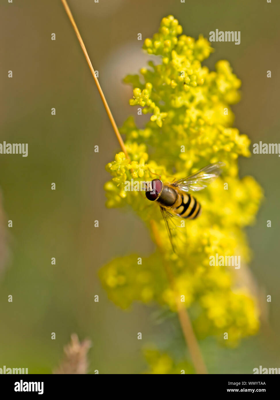Close-up d'une abeille sur colza jaune Banque D'Images