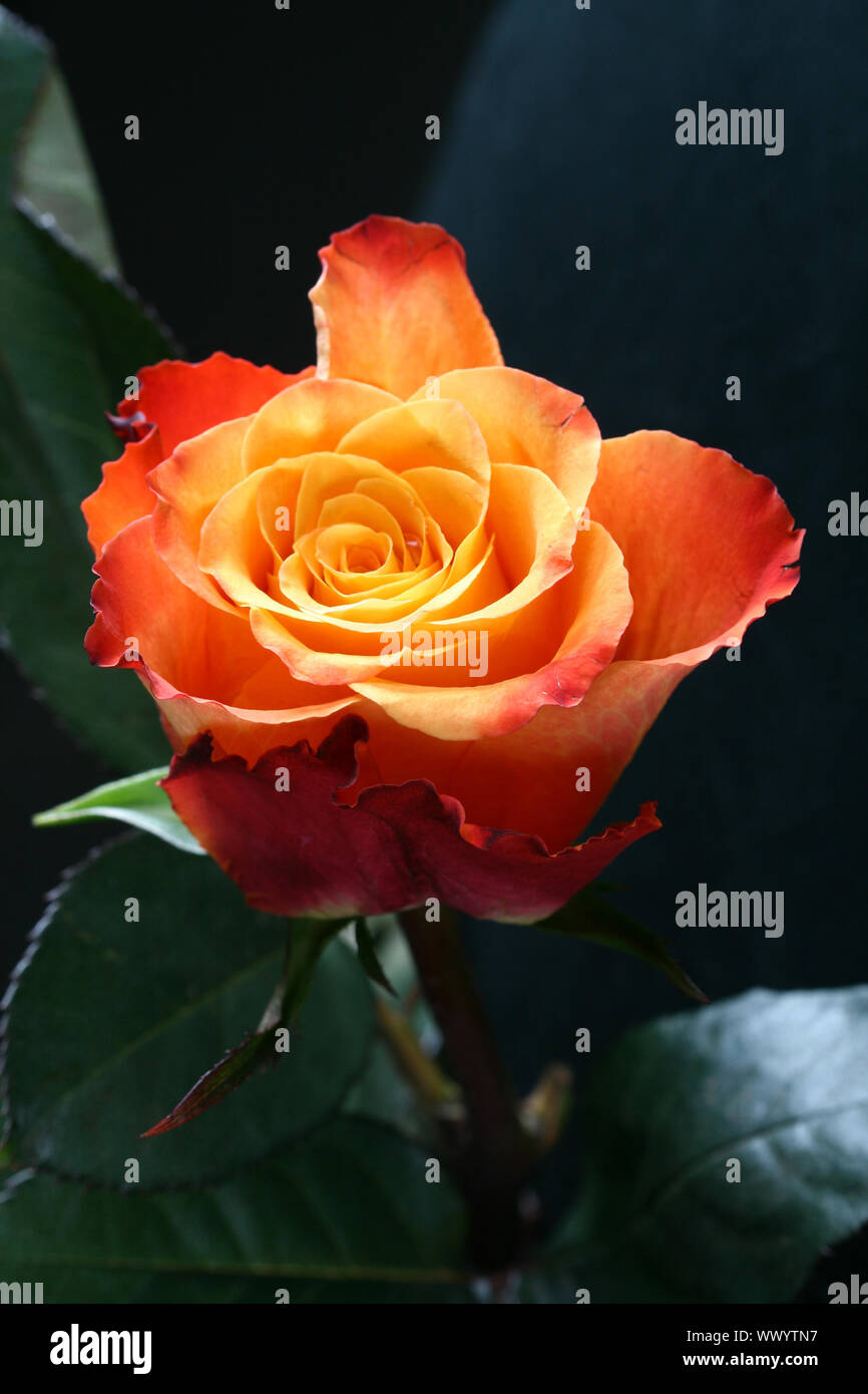 Belle rose orange Banque D'Images