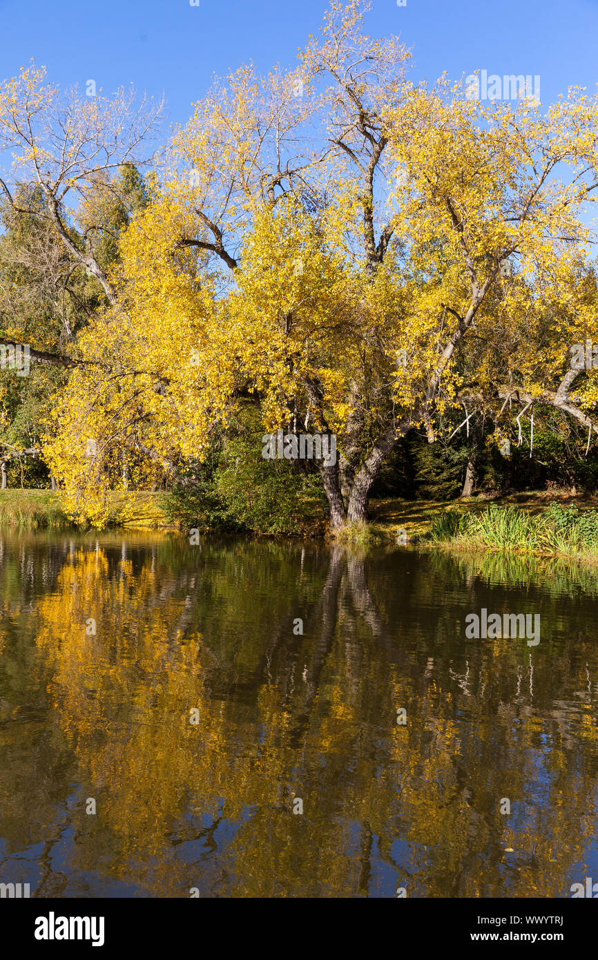 Saison automne automne ambiance au lac Treuer Nachbarsteich Banque D'Images