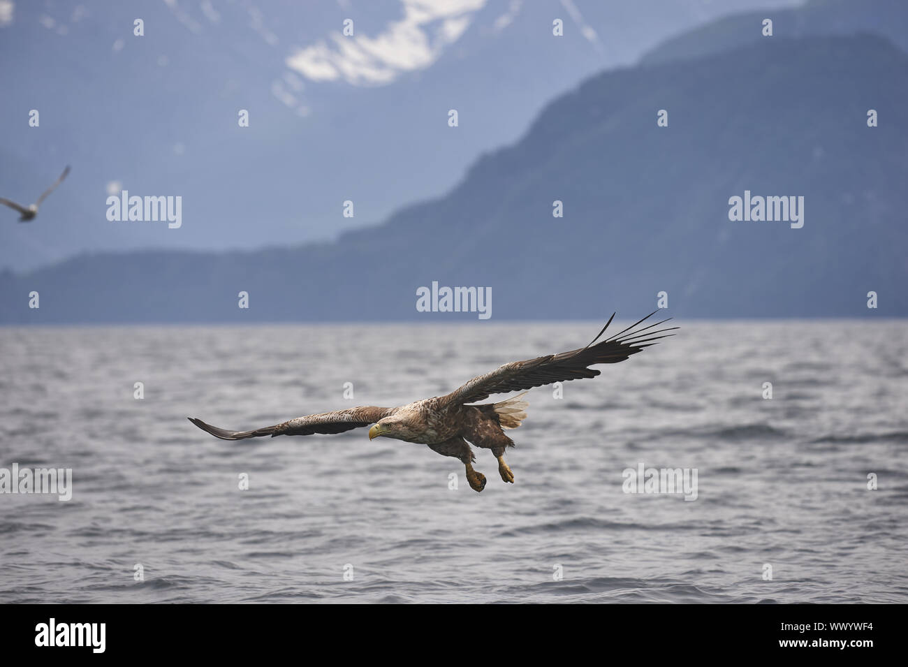 Seeadler Banque D'Images