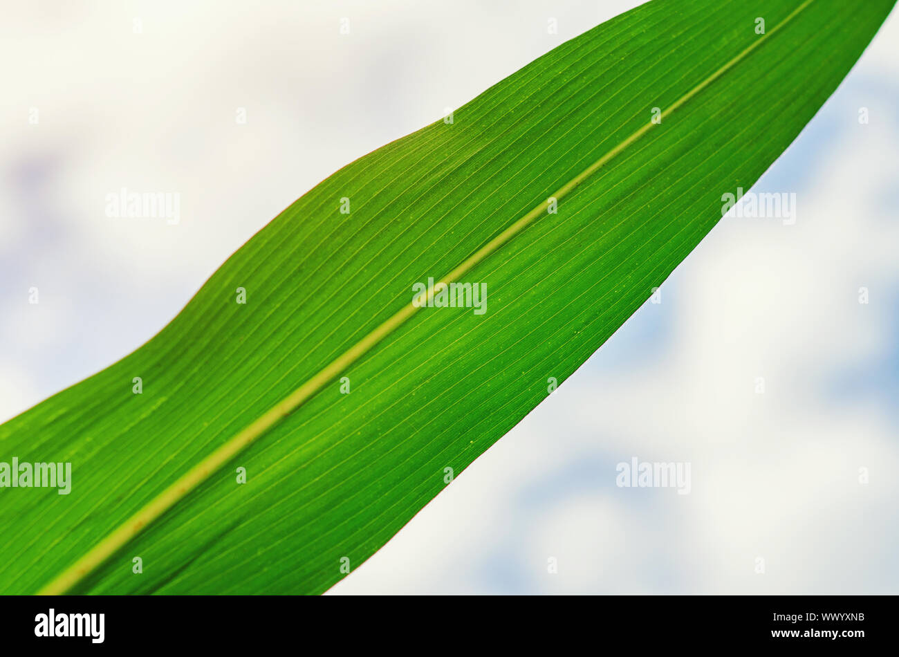 Vert feuille de maïs contre le ciel. Variétés sélectionnées pour l'Agriculture. Banque D'Images