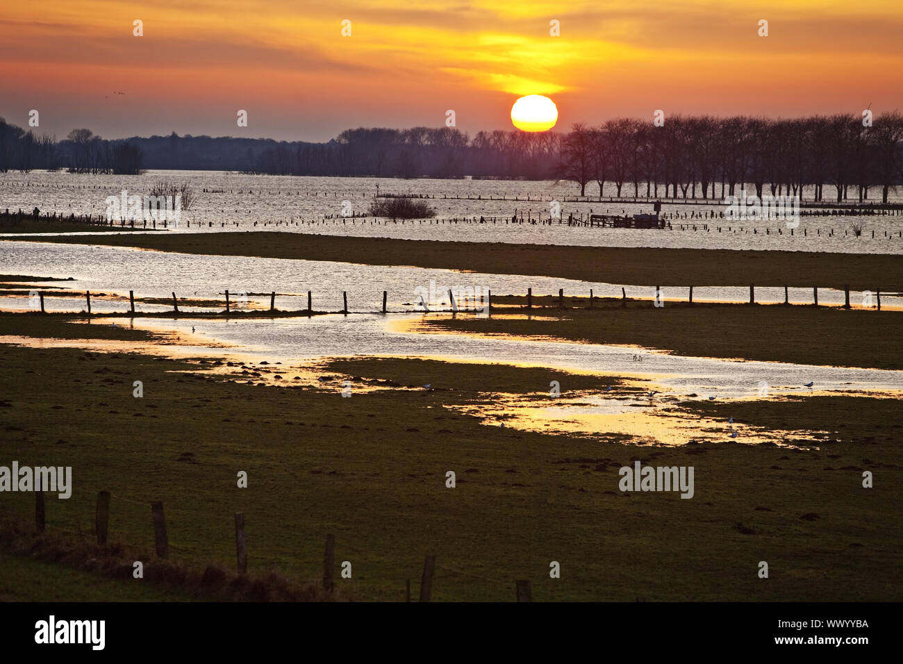 Conversation nature Bislicher Insel à zone high watermark, les terres humides dans le coucher du soleil, Wesel, Allemagne Banque D'Images