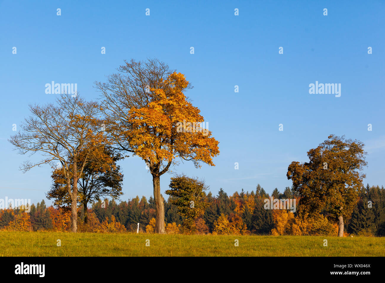 Paysage atmosphérique de la couronne des arbres en automne Banque D'Images