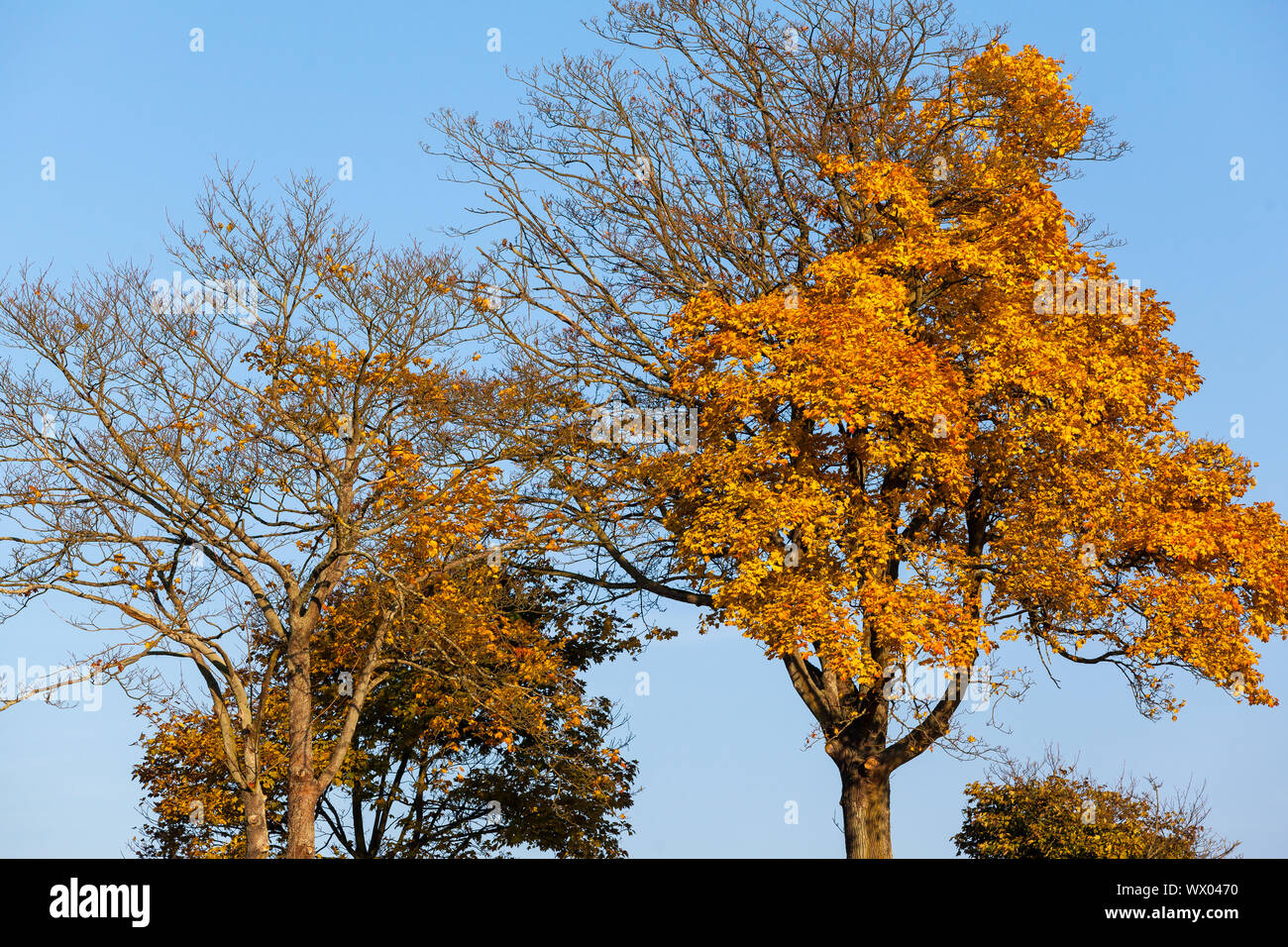 Paysage atmosphérique de la couronne des arbres en automne Banque D'Images