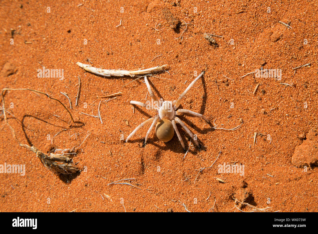 Dancing White Lady Spider Banque D'Images