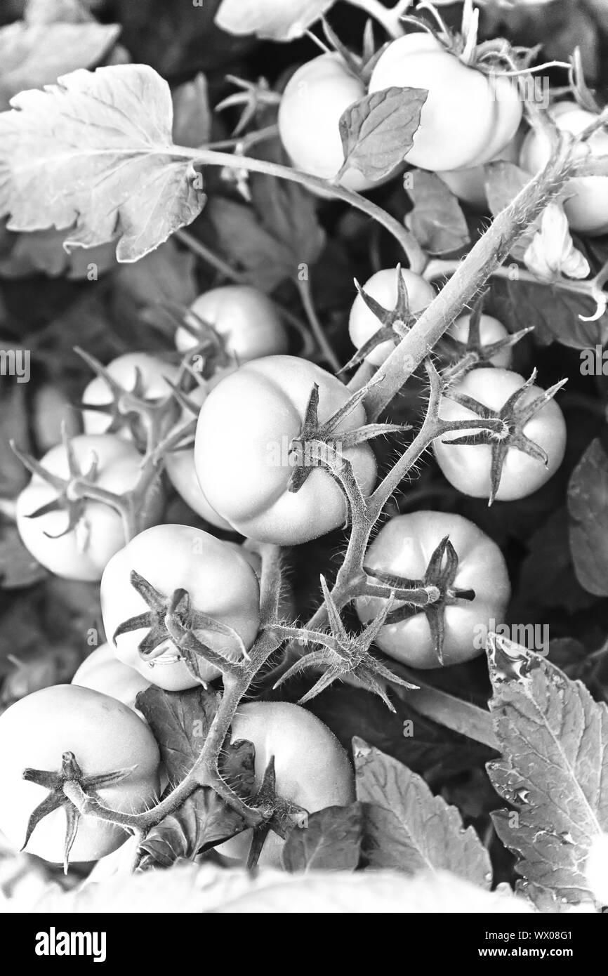 Le mûrissement de tomates vertes sur la branche d'un buisson. Banque D'Images