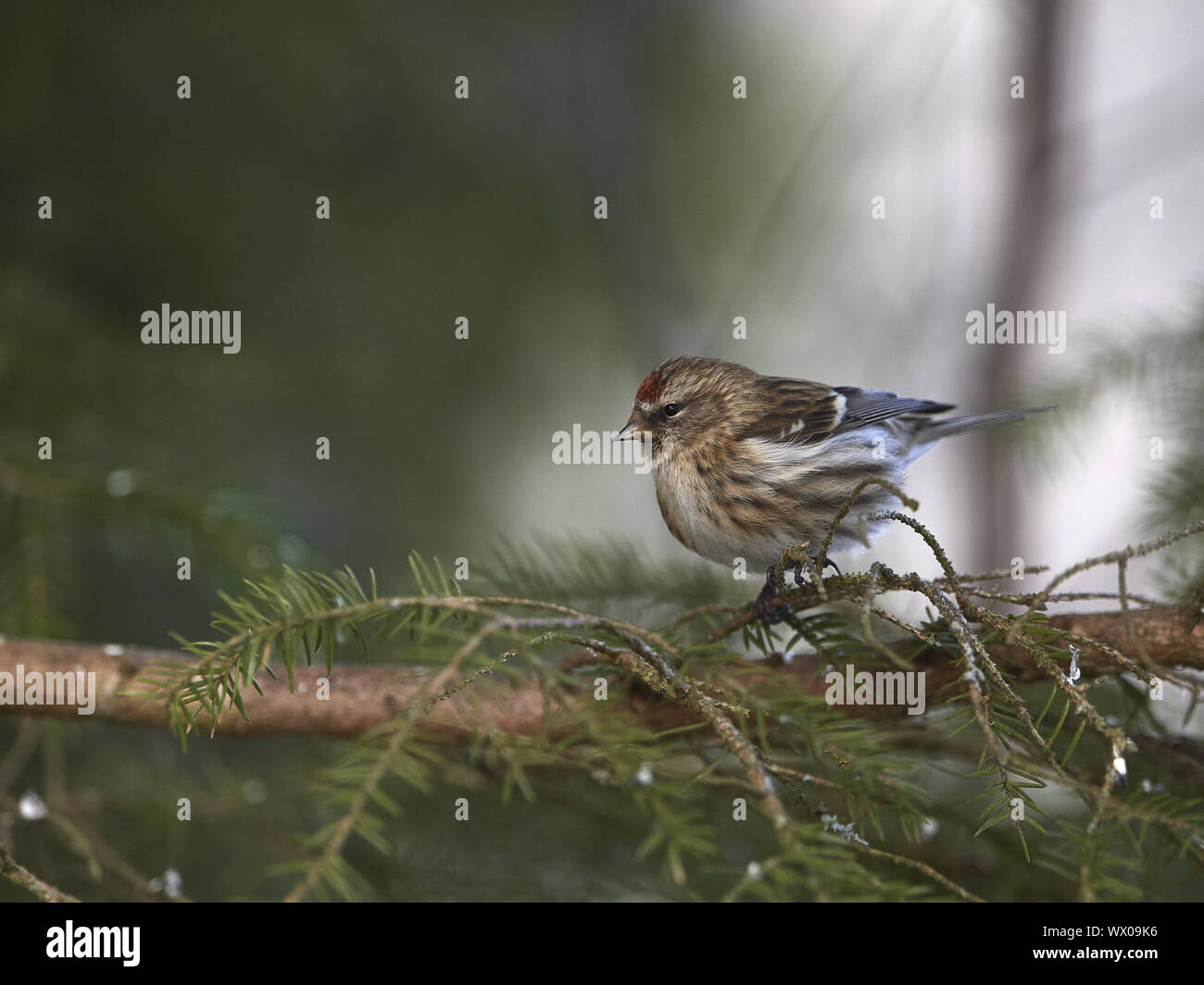 Red-legged Tarin Banque D'Images