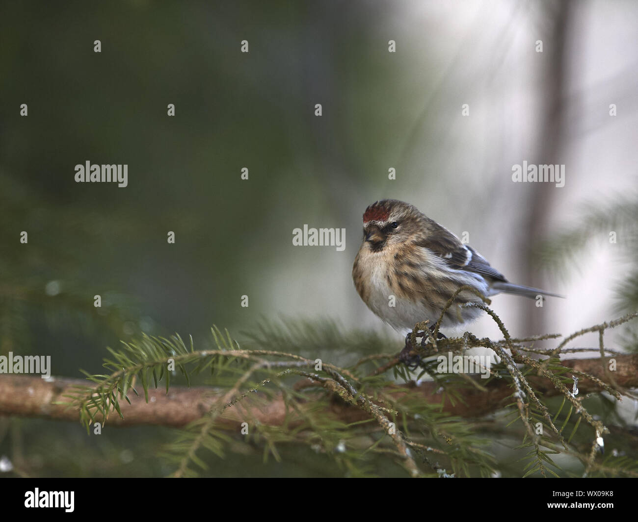 Red-legged Tarin Banque D'Images