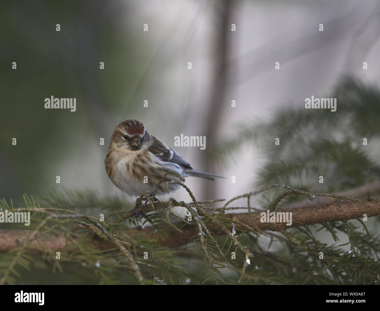 Red-legged Tarin Banque D'Images