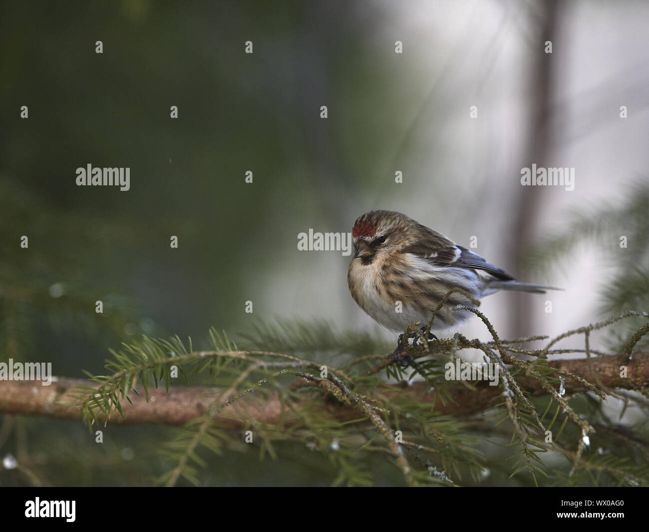 Red-legged Tarin Banque D'Images