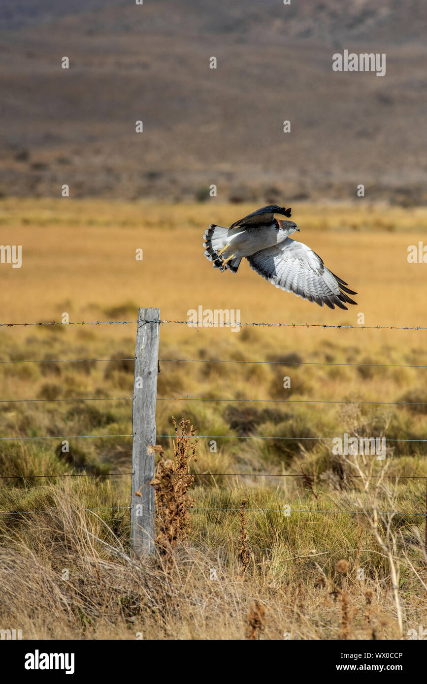 La Hawk (Variable hawk) en vol, le Parc National Los Glaciares, Province de Santa Cruz, en Patagonie, Argentine, Amérique du Sud Banque D'Images