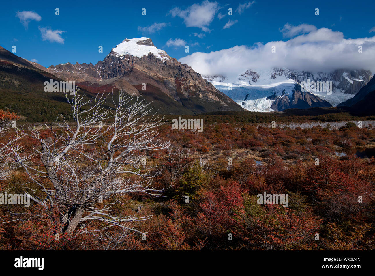 Couleurs d'automne sur le chemin vers le Mont Fitz Roy, El Chalten, province de Santa Cruz, Argentine, Amérique du Sud Banque D'Images