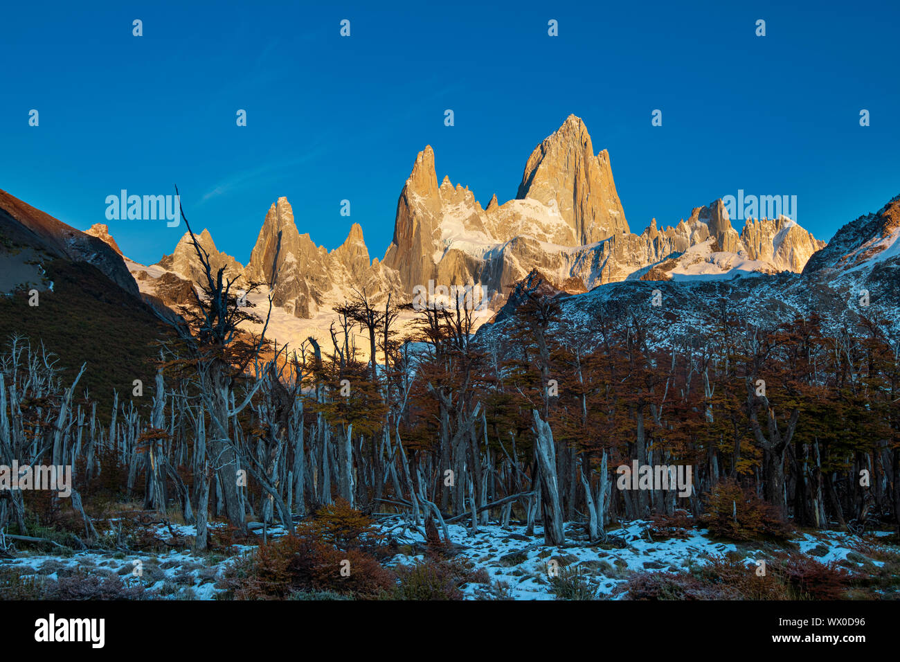 Le mont Fitz Roy en forêt en automne, El Chalten, le Parc National Los Glaciares, UNESCO World Heritage Site, Patagonie, Argentine, Amérique du Sud Banque D'Images