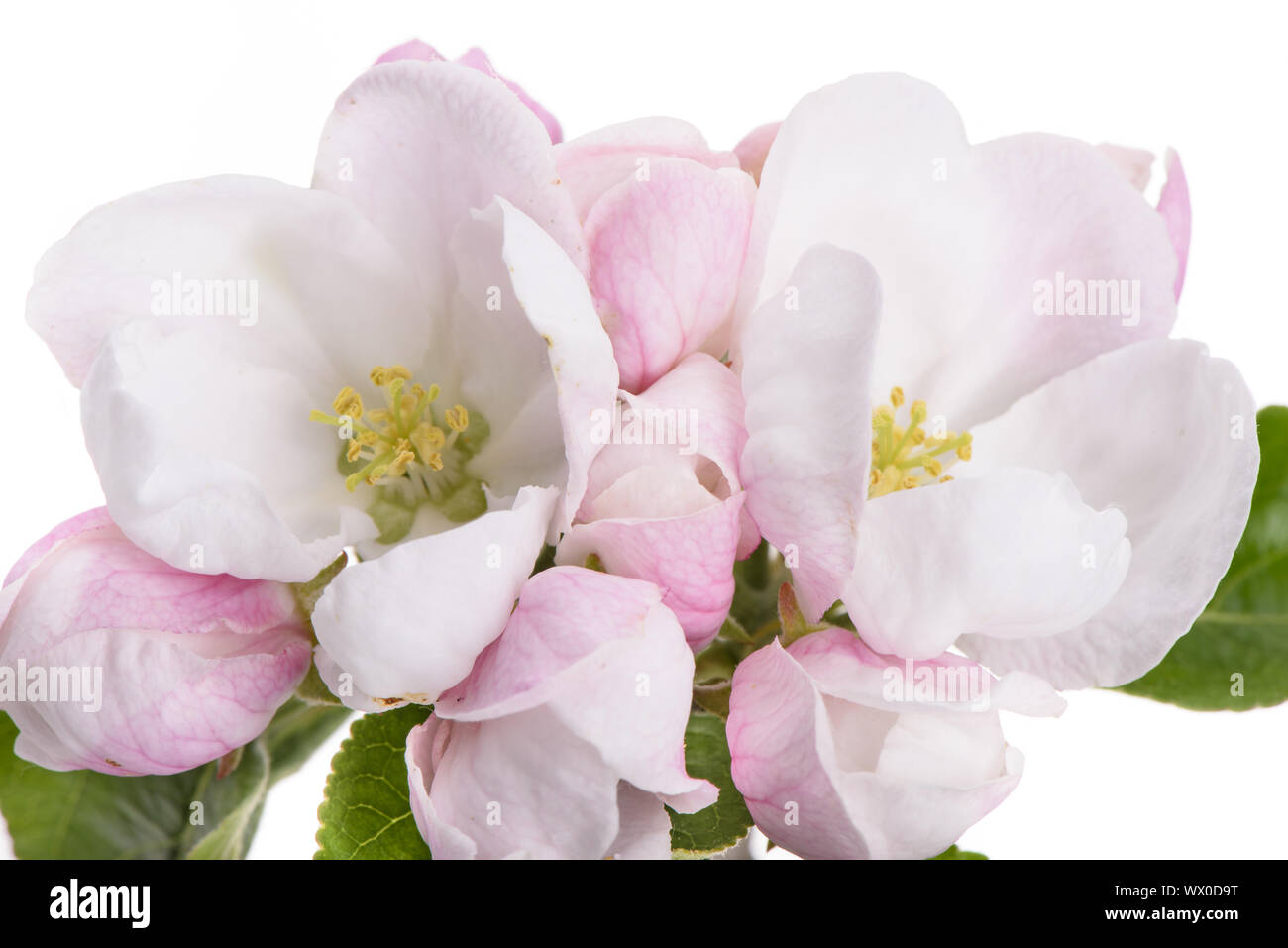 Fleurs en fleurs de pommier isolé sur fond blanc Banque D'Images