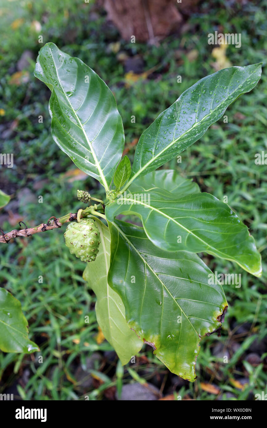 Grand morinda, Indian Mulberry, Noni, MULBERRY, plage et fromage fruit Banque D'Images