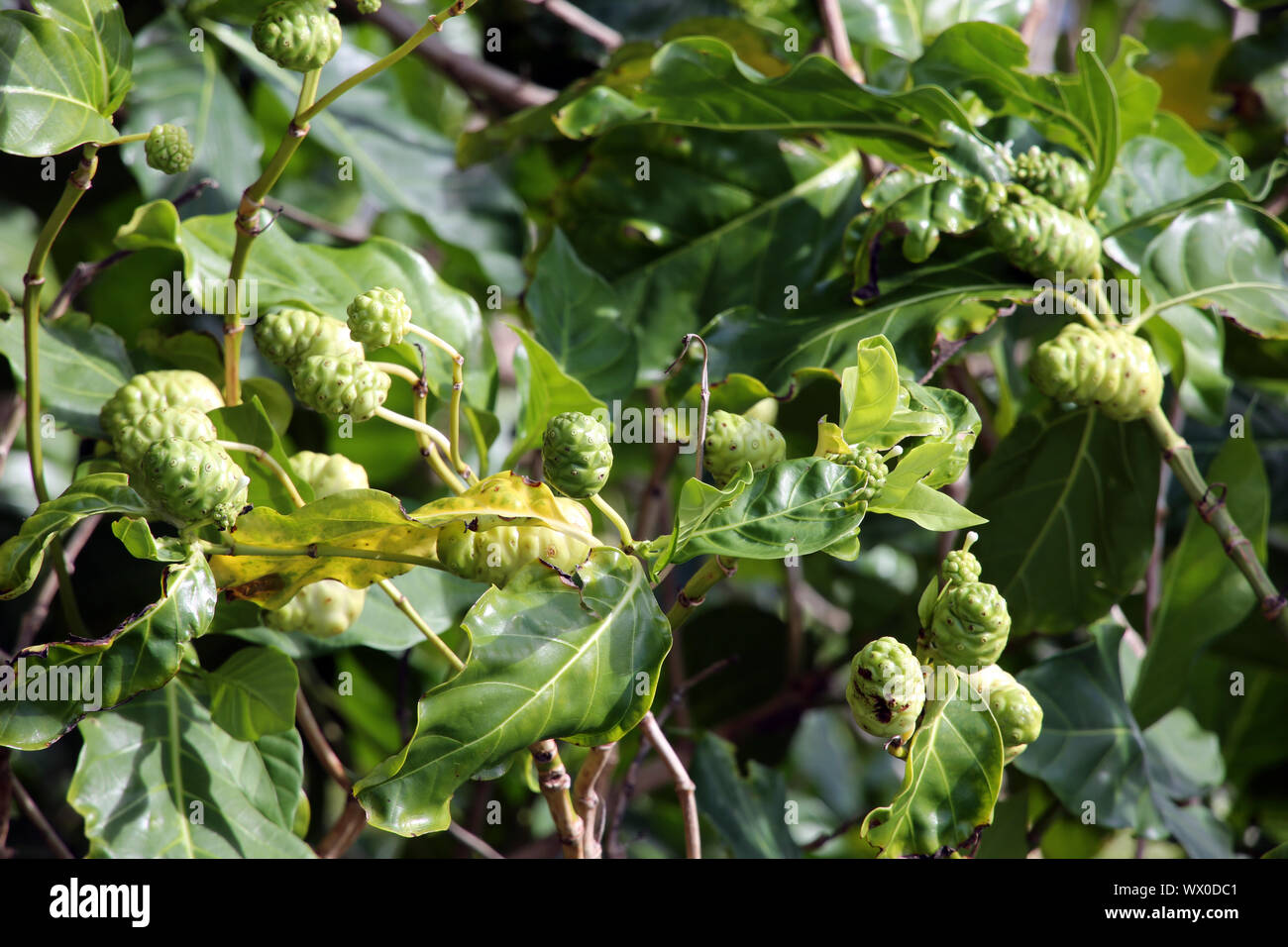 Grand morinda, Indian Mulberry, Noni, MULBERRY, plage et fromage fruit Banque D'Images