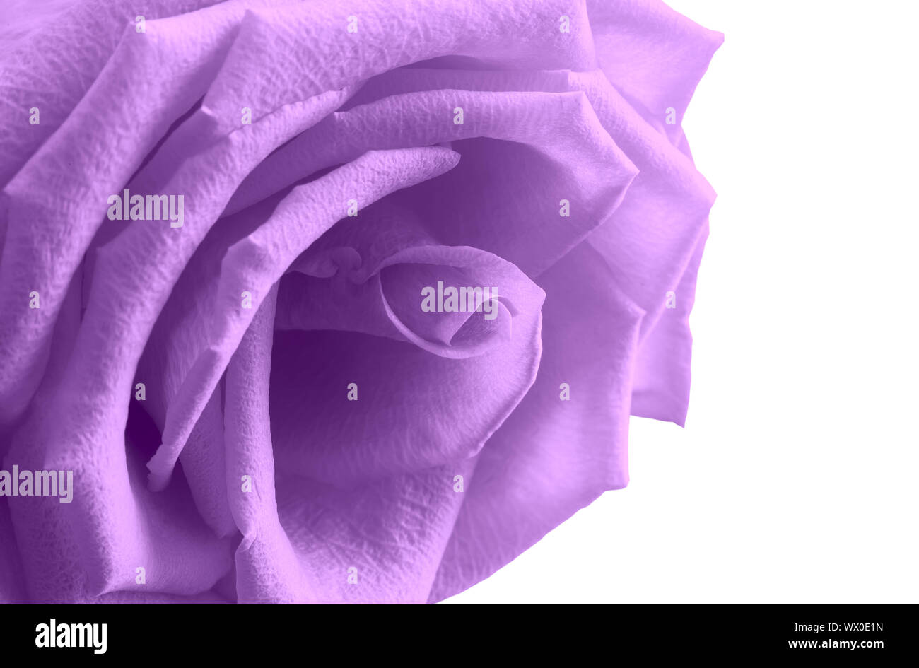 Rose rouge fleur mi close up. Banque D'Images