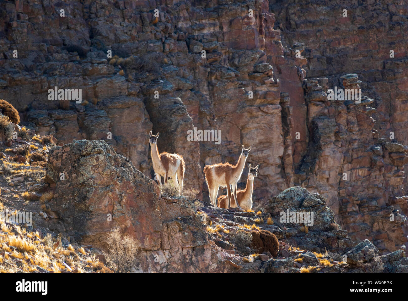 Trois Cobourg dans Pinturas Canyon, Patagonie, Argentine, Amérique du Sud Banque D'Images