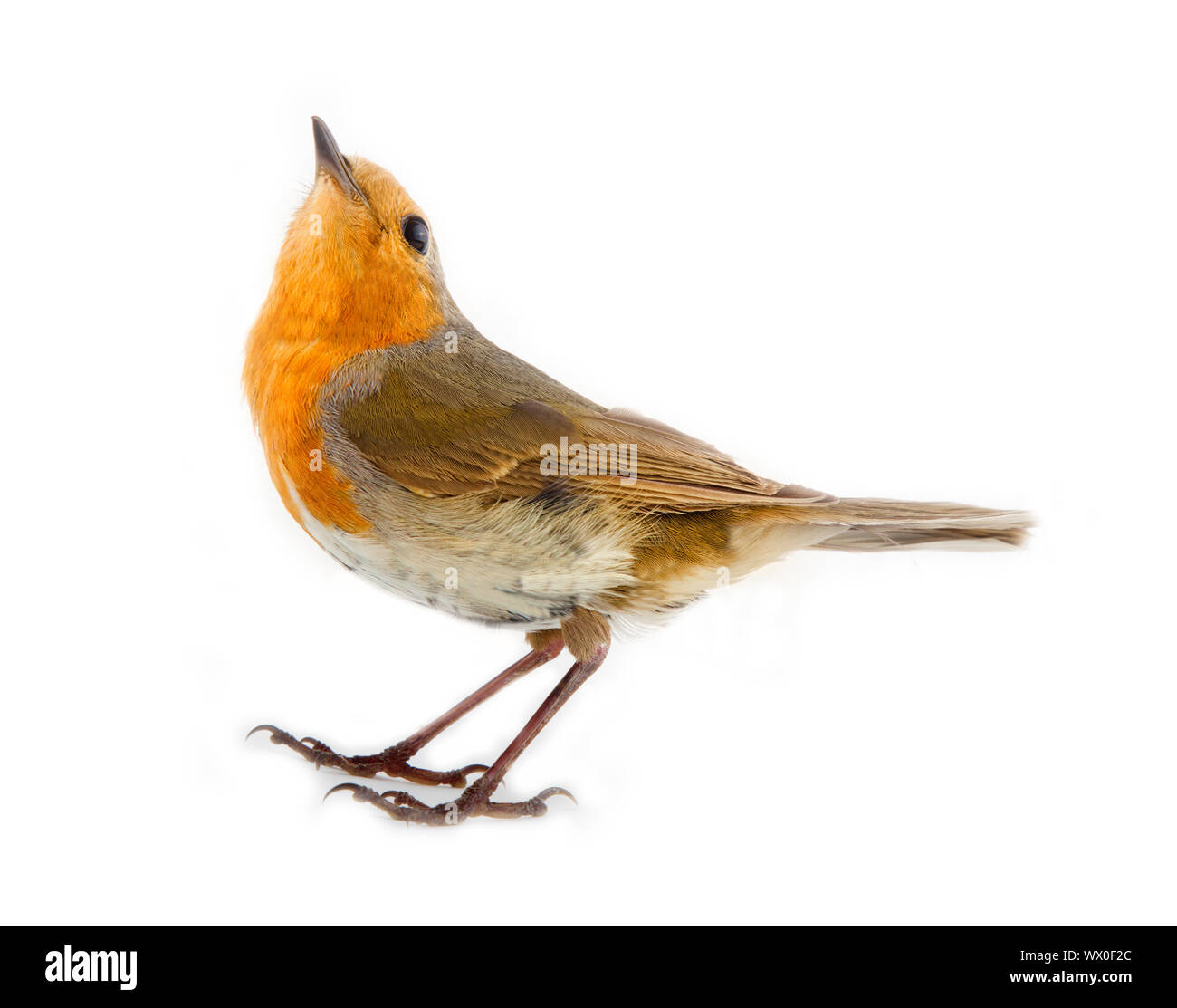 Robin (Erithacus rubecula aux abords, rouges) sur fond blanc Banque D'Images