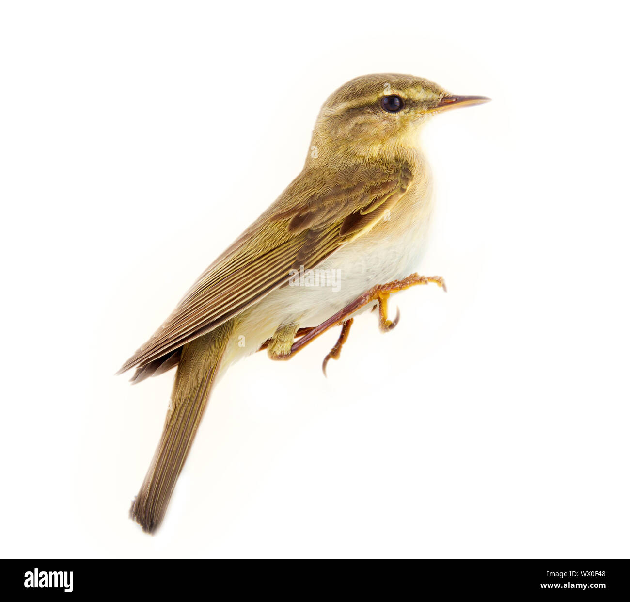 Willow warbler (Phylloscopus trochilus) Banque D'Images