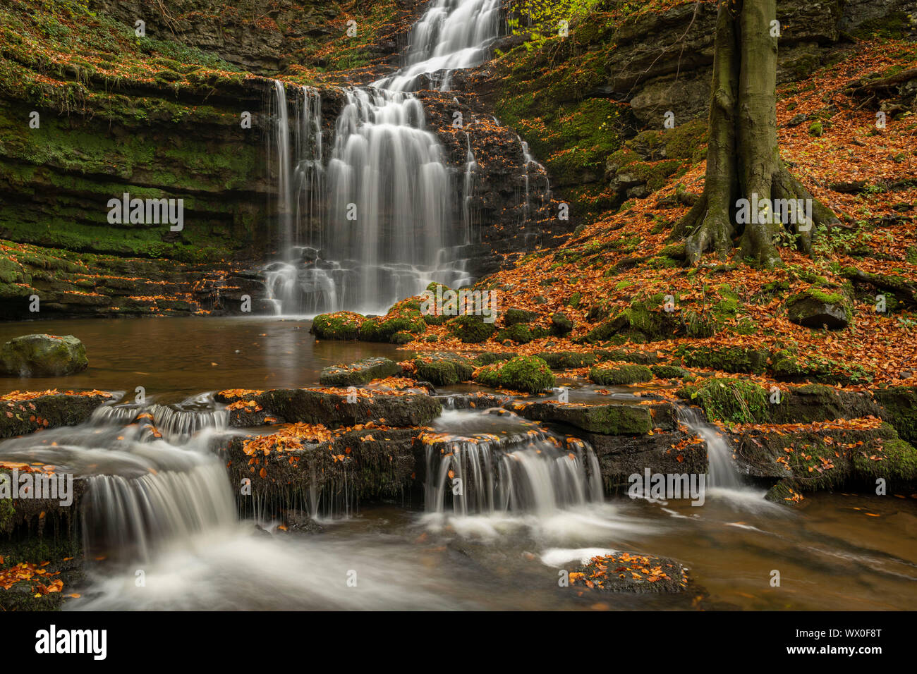 Scaleber cascade de la Force à l'automne, le Parc National des Yorkshire Dales, Yorkshire, Angleterre, Royaume-Uni, Europe Banque D'Images