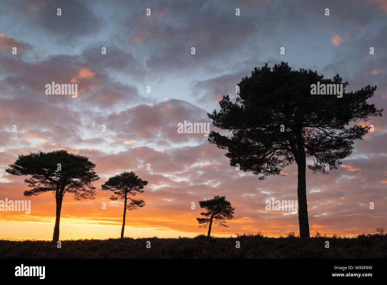 Arbres de pin sylvestre silhouetted against a sunset sky sur Nouvelle Forêt landes, Hampshire, Angleterre, Royaume-Uni, Europe Banque D'Images
