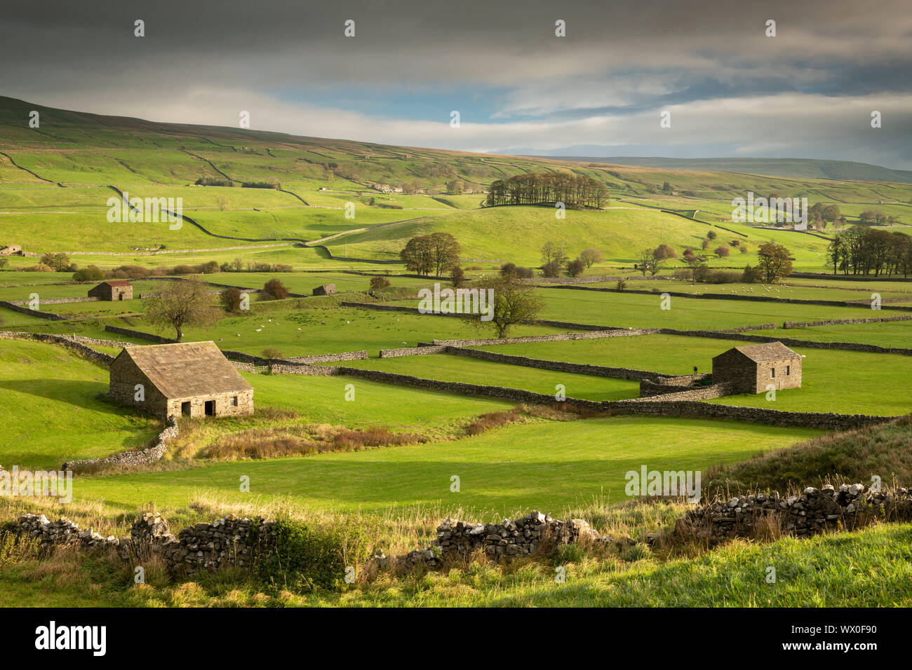 Les granges en pierre et murs en pierre sèche dans la campagne vallonnée de Wensleydale près de Hawes, Yorkshire Dales, Yorkshire, Angleterre, Royaume-Uni, Europe Banque D'Images