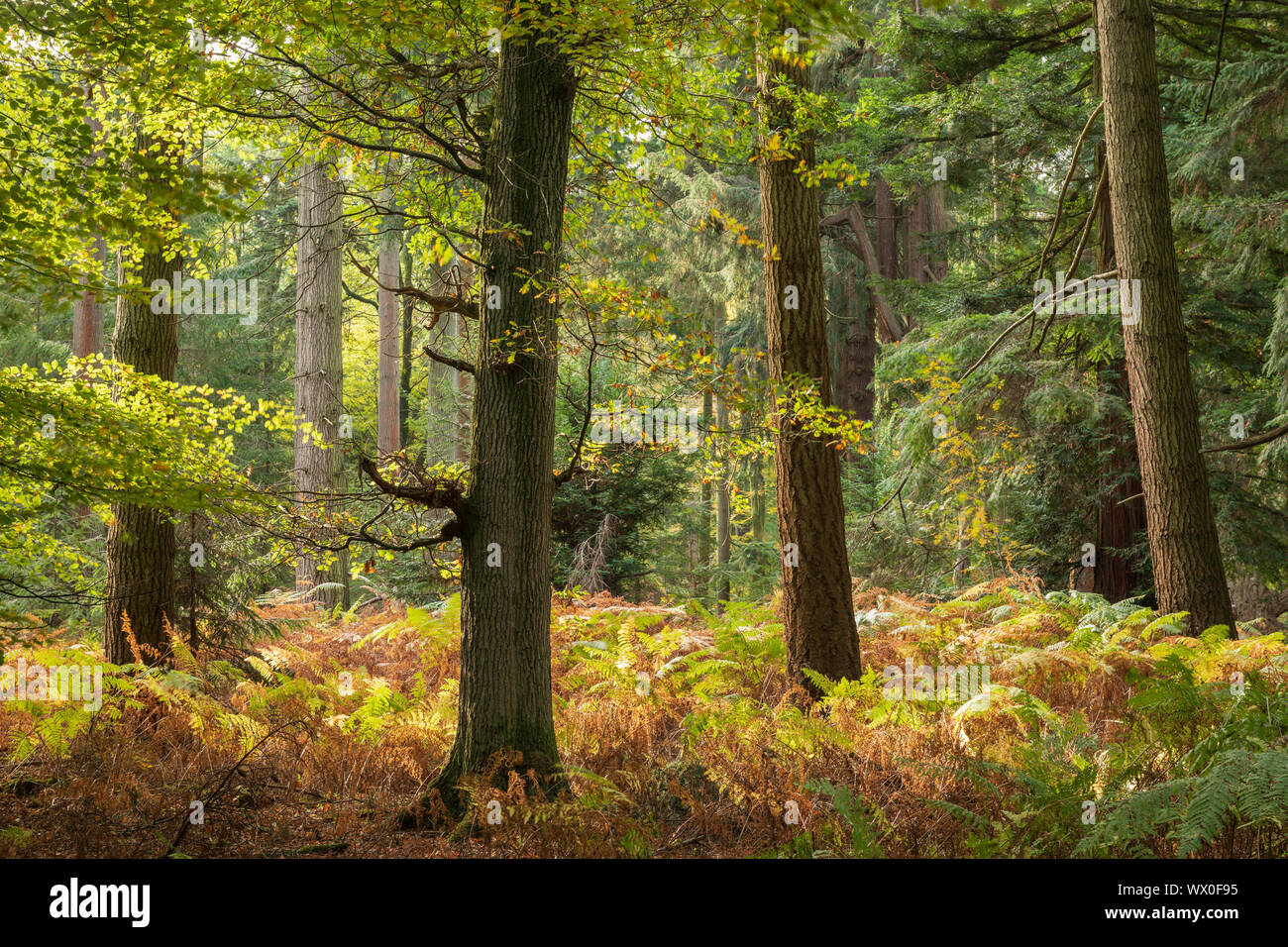 Couleurs automnales sur un matin ensoleillé près de Rhinefield Ornamental Drive dans le parc national New Forest, Hampshire, Angleterre, Royaume-Uni, Europe Banque D'Images