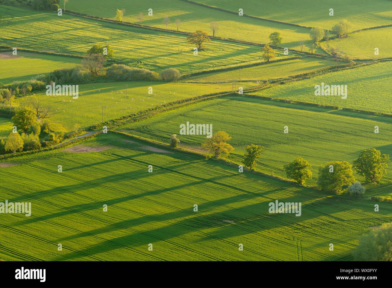 Patchwork des champs dans le parc national de Brecon Beacons, Powys, Pays de Galles, Royaume-Uni, Europe Banque D'Images