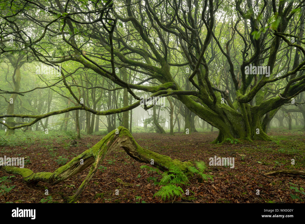 Les forêts brumeuses au printemps, Cornwall, Angleterre, Royaume-Uni, Europe Banque D'Images